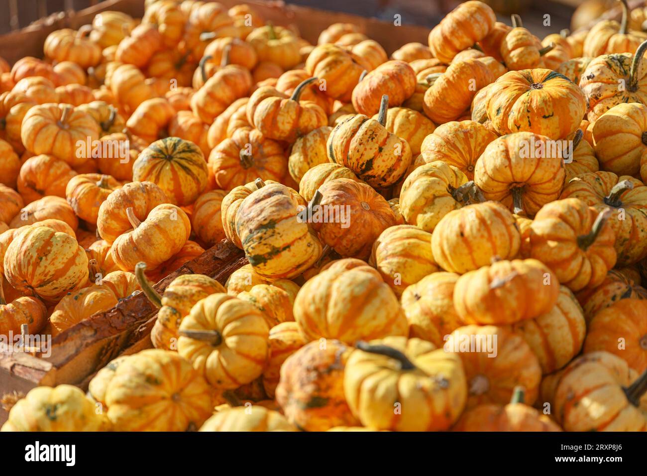 Kürbis Saison 2023 Deutschland, Brandenburg AM 24.09.2023: Viele Orange Kürbisse liegen der Auslage auf dem Markt. *** Pumpkin season 2023 Germany, Brandenburg on 24 09 2023 molte zucche arancioni si trovano in mostra al Market Credit: Imago/Alamy Live News Foto Stock