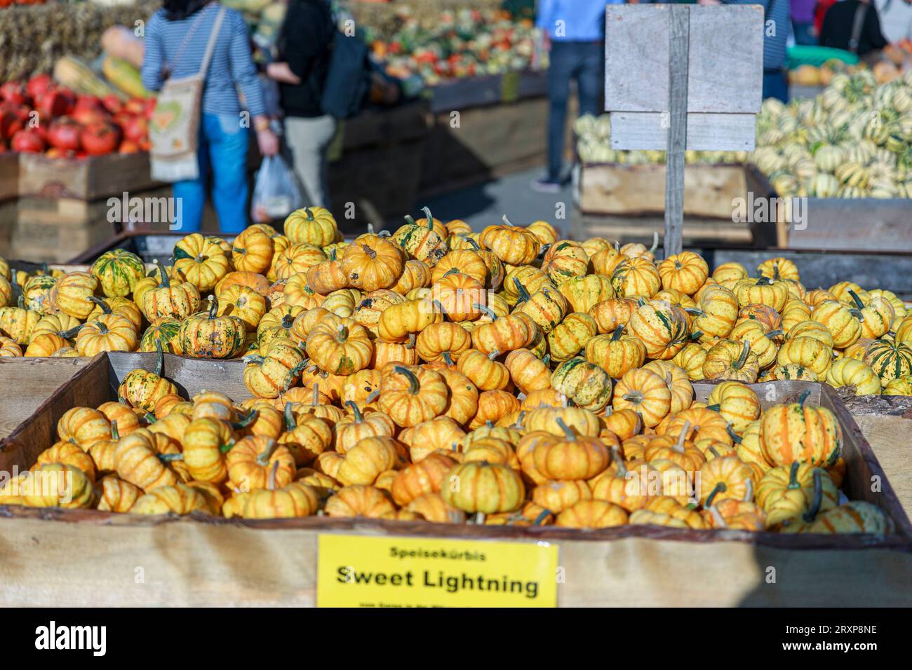 Kürbis Saison 2023 Deutschland, Brandenburg AM 24.09.2023: Verschiedene Kürbisse der sorte Sweet Lightning liegen in der Auslage auf einem Markt. *** Pumpkin season 2023 Germany, Brandenburg on 24 09 2023 varie zucche della varietà Sweet Lightning si trovano in mostra a Market Credit: Imago/Alamy Live News Foto Stock