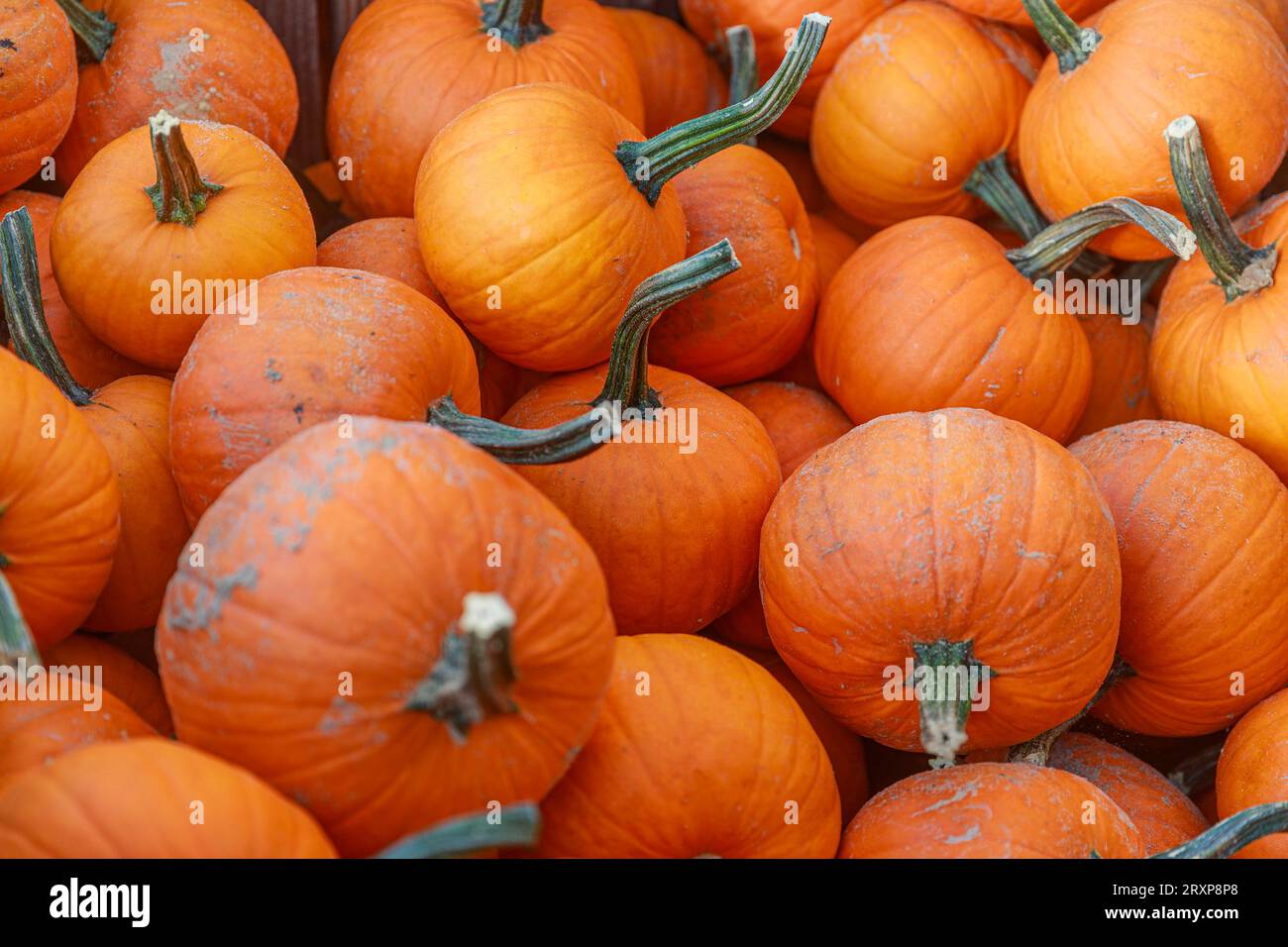 Kürbis Saison 2023 Deutschland, Brandenburg AM 24.09.2023: Orange Kürbisse liegen in der Auslage eines Marktes. *** Pumpkin season 2023 Germany, Brandenburg on 24 09 2023 Orange Pumpkins Lay in mostra di a Market Credit: Imago/Alamy Live News Foto Stock