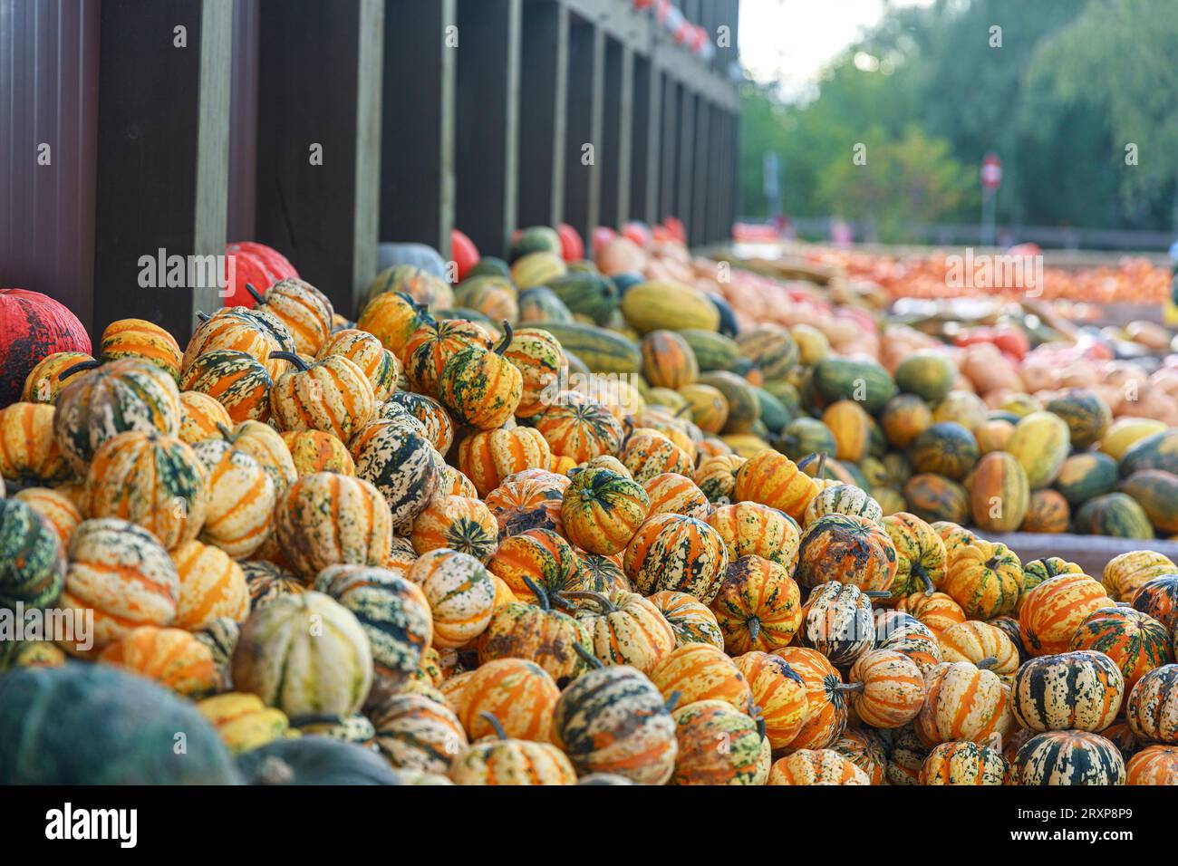 Kürbis Saison 2023 Deutschland, Brandeburgo AM 24.09.2023: Verschiedene Kürbisse liegen in der Auslage auf einem Markt. *** Pumpkin season 2023 Germany, Brandenburg on 24 09 2023 diverse zucche sono in mostra su a Market Credit: Imago/Alamy Live News Foto Stock