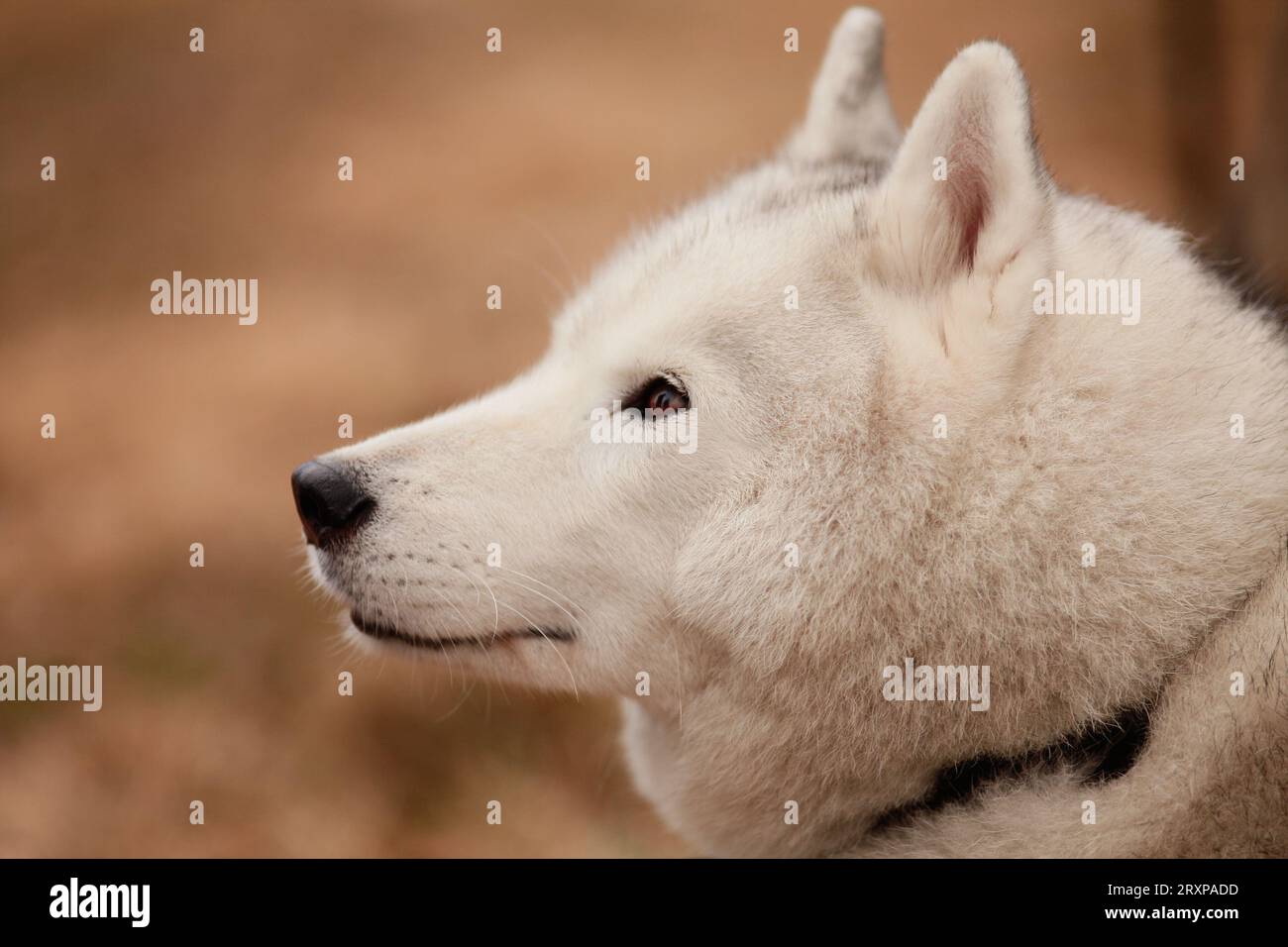 Primo piano sul viso siberiano Husky bianco Foto Stock
