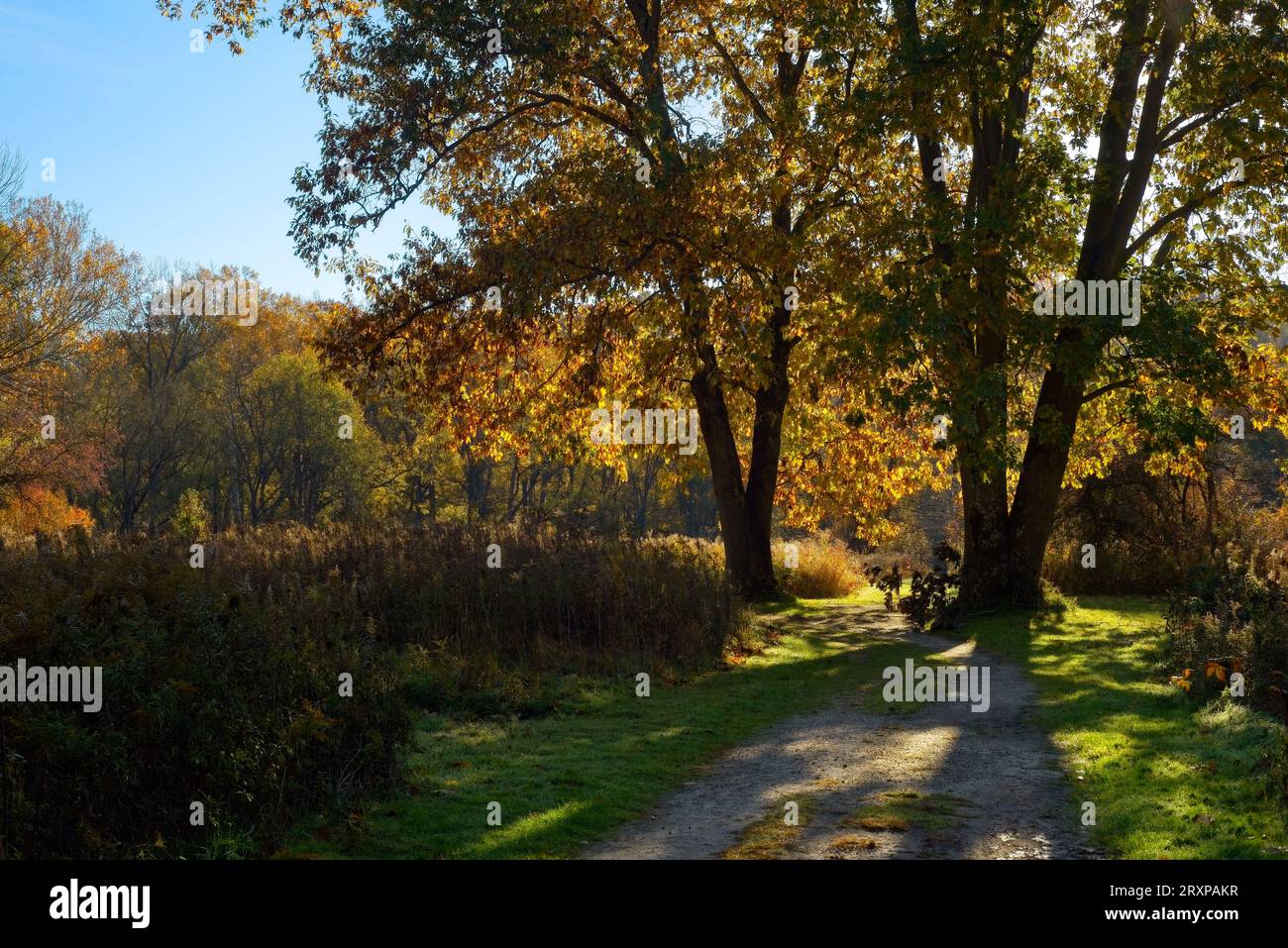 Due enormi querce a cavallo di un sentiero di briglie in autunno sono retroilluminate dalla luce del sole del mattino presto Foto Stock