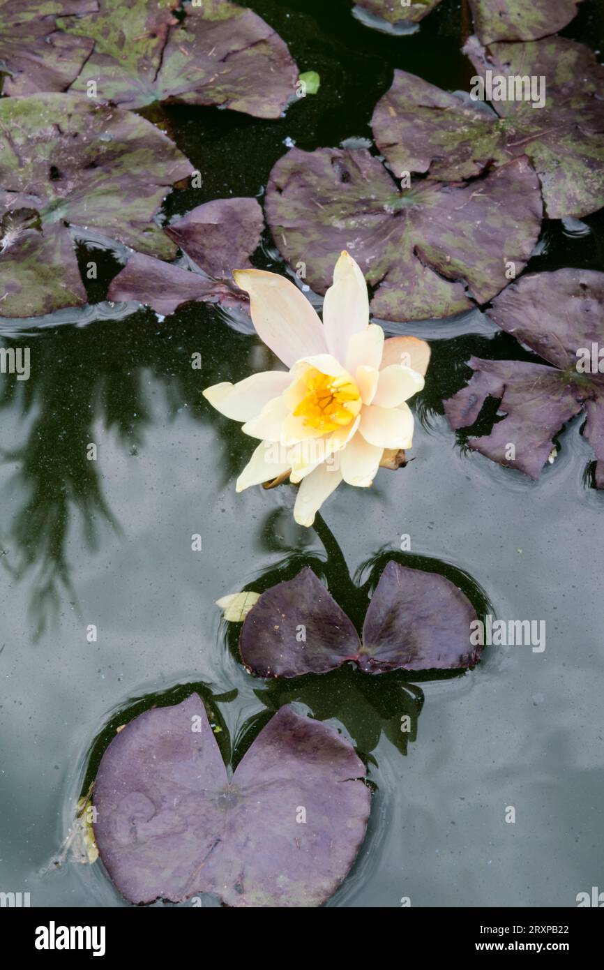 Ninfee. "Nymphaea Pygmaea Helvola" in fiore. Foto Stock