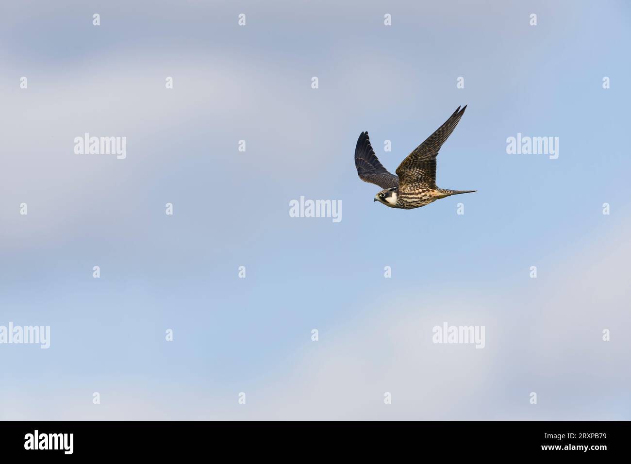 Hobby eurasiatico Falco subbuteo, volo giovanile, Suffolk, Inghilterra, settembre Foto Stock