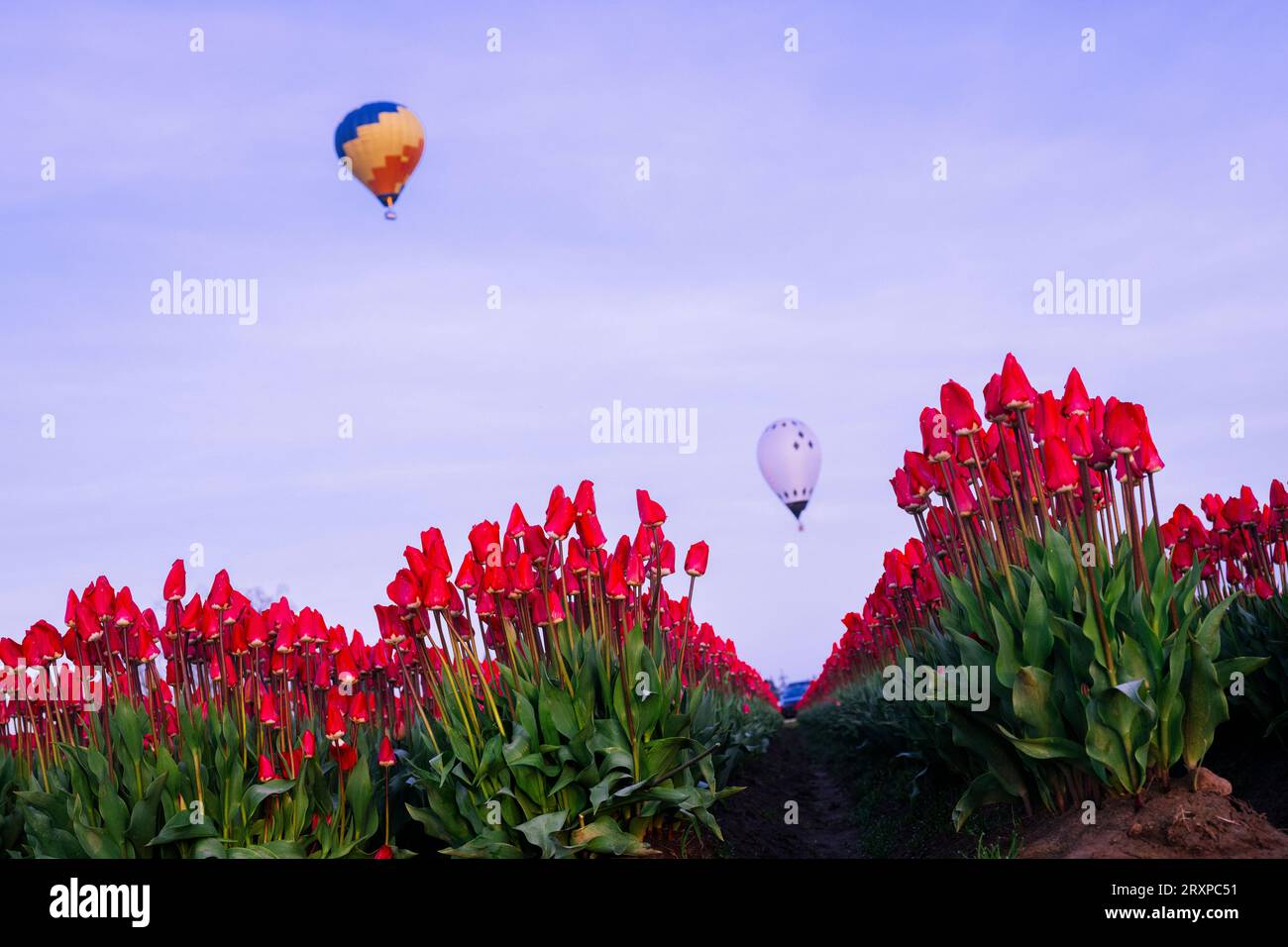 Mongolfiere che volano su un vasto campo di tulipani Foto Stock