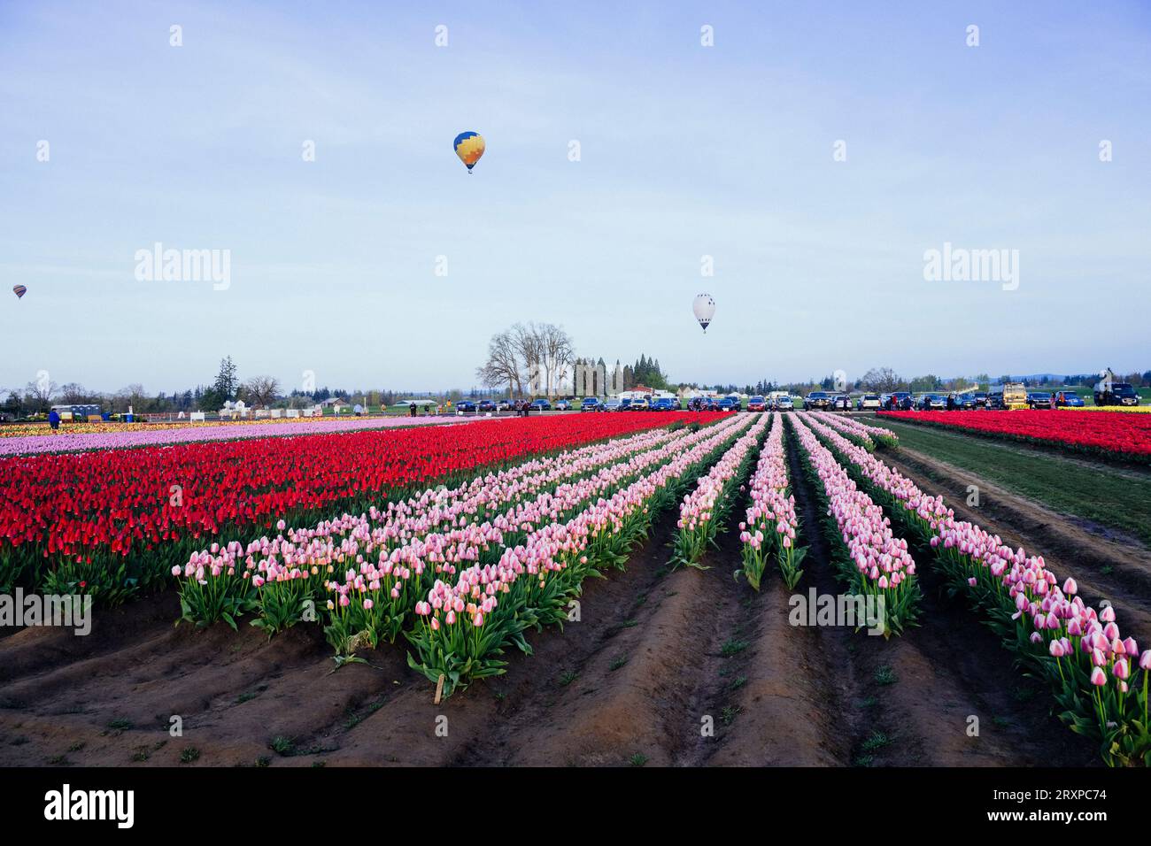 Mongolfiere che volano su un vasto campo di tulipani Foto Stock