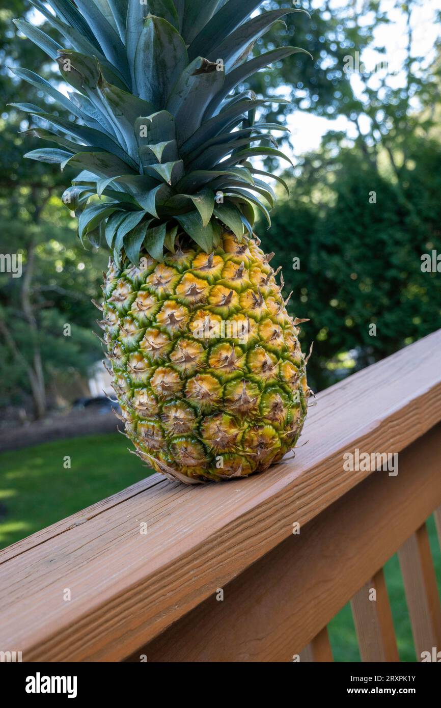 Ananas fresco, simbolo dell'ospitalità accogliente negli Stati Uniti, 2023. Foto Stock