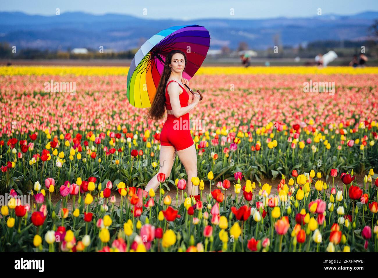 Bruna a pelo lungo che cammina attraverso un vasto campo di tulipani con ombrello in mano Foto Stock