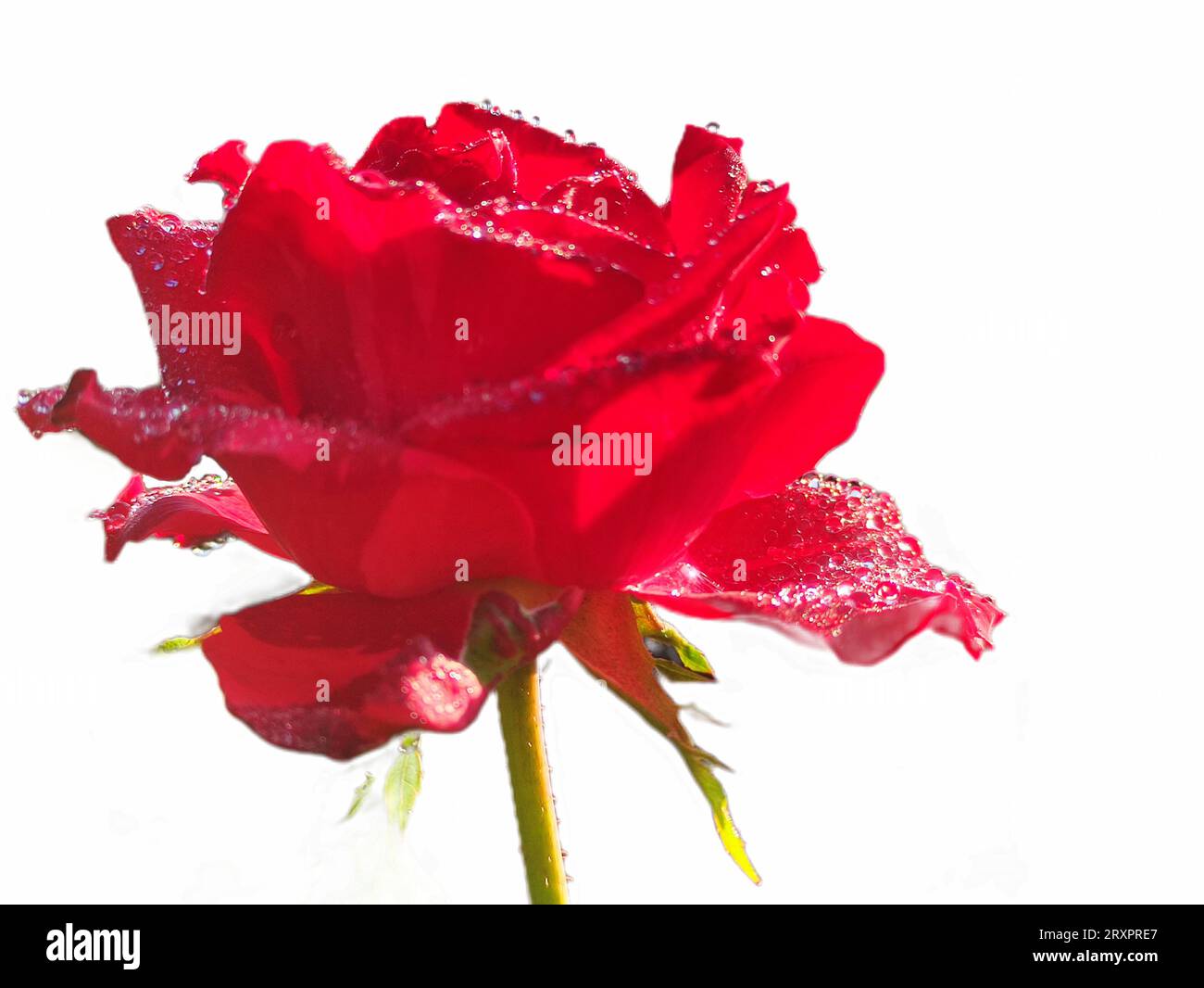 primo piano di una rosa rossa in fiore su sfondo bianco Foto Stock