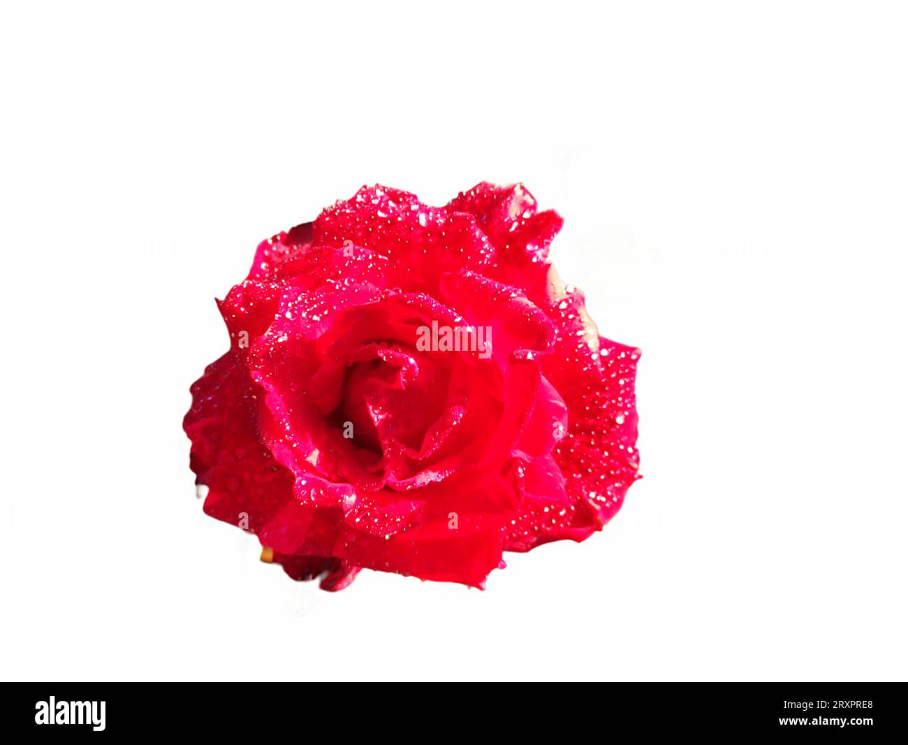 primo piano di una rosa rossa in fiore su sfondo bianco Foto Stock