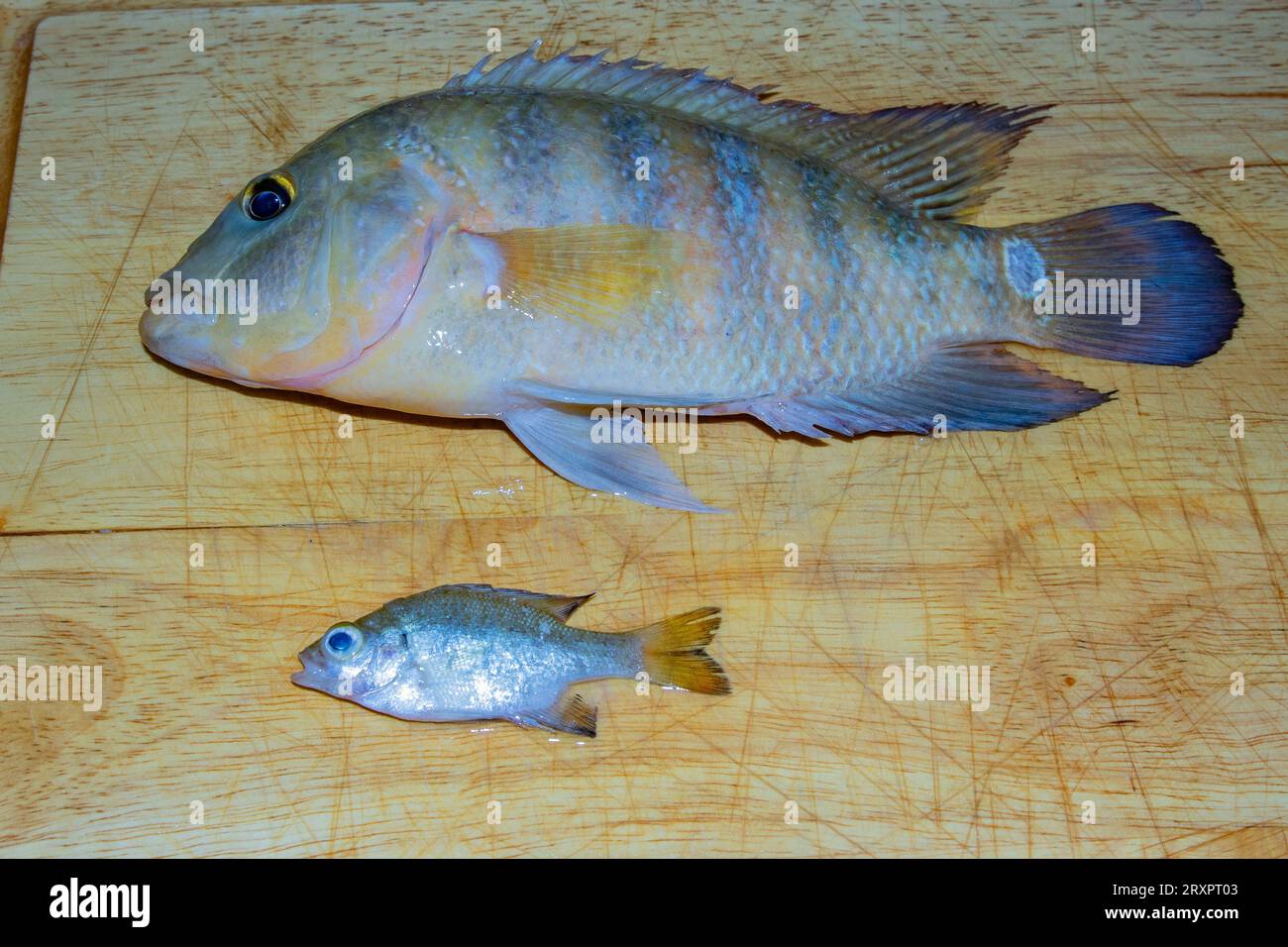 Due pesci della Florida su tagliere marrone. Foto Stock