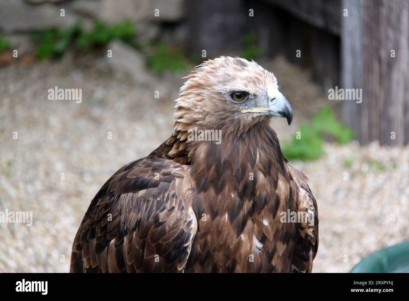 Aquila marrone con protagonista e seduto sul pavimento Foto Stock