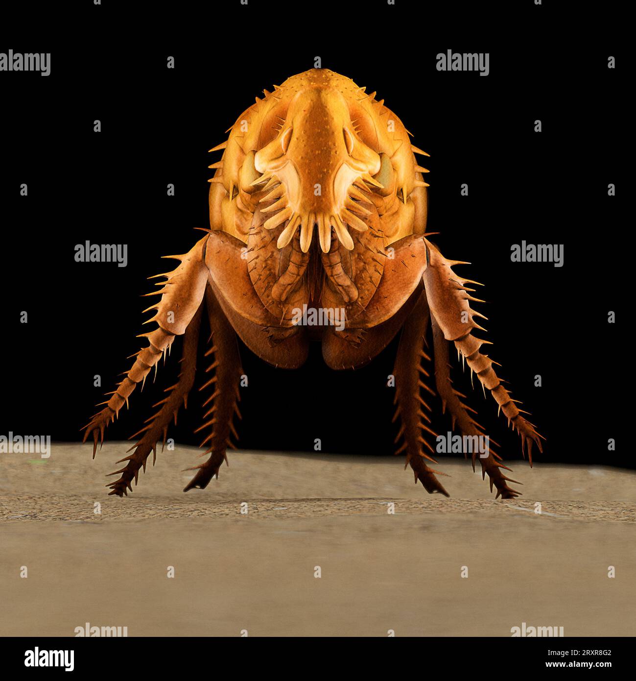Illustrazione 3D di una pulce dettagliata: Replica del microscopio elettronico SEM di colore arancione Foto Stock Illustrazione 3D di una pulce dettagliata: Replica del microscopio elettronico SEM di colore arancione Foto Stock