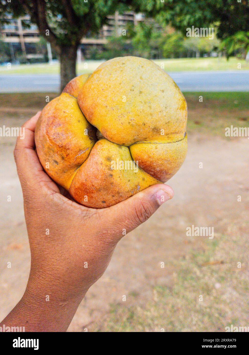 Frutta conosciuta come mela elefante in una piazza di Rio de Janeiro in Brasile. Foto Stock