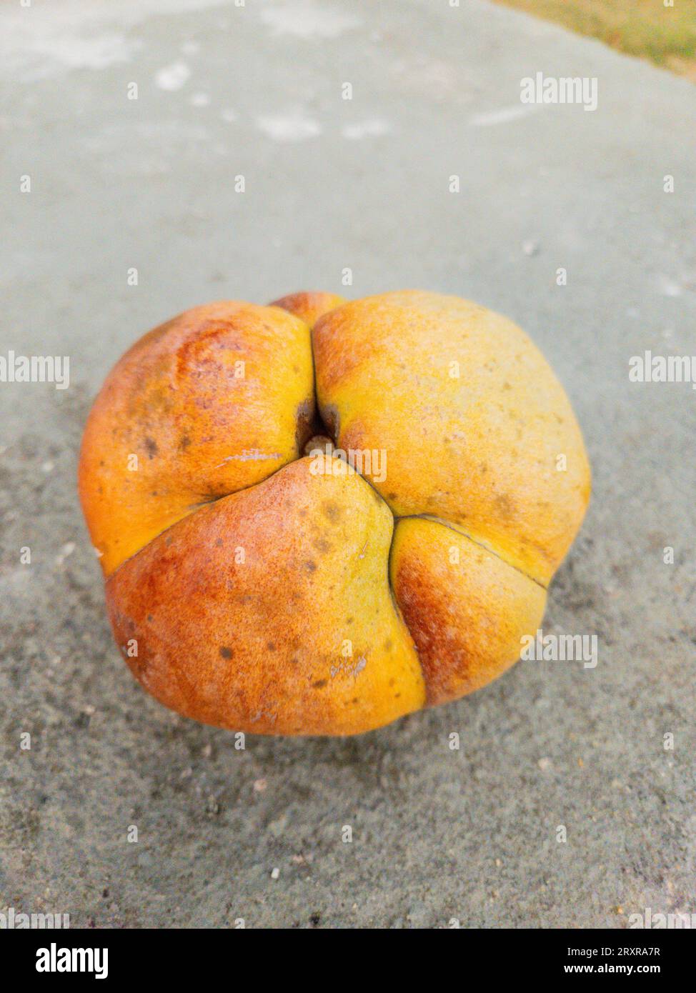 Frutta conosciuta come mela elefante in una piazza di Rio de Janeiro in Brasile. Foto Stock