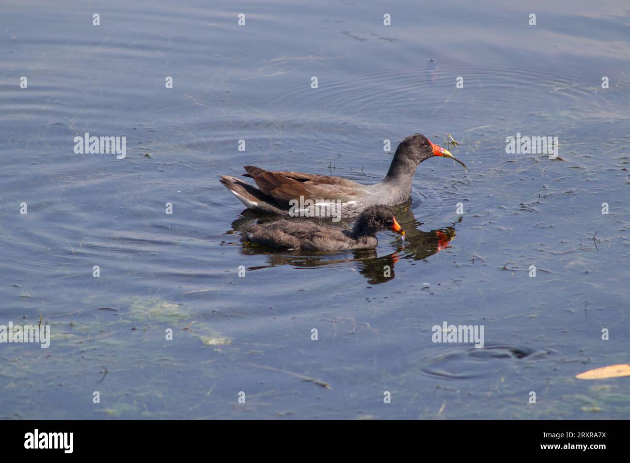Uccelli acquatici GALLINULA GALEATA all'aperto nella laguna Rodrigo de Freitas di Rio de Janeiro. Foto Stock