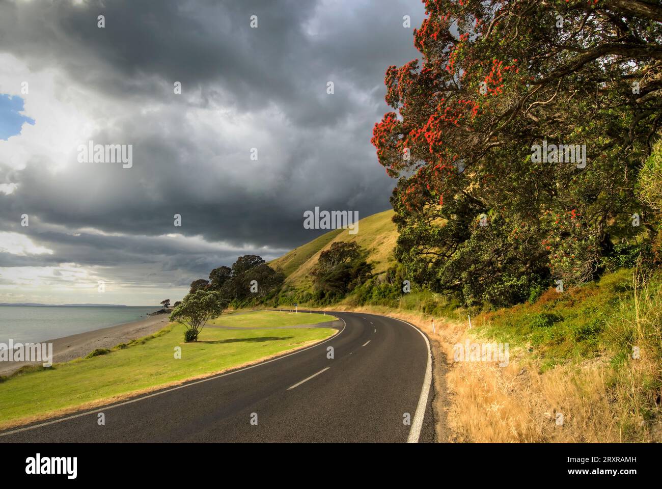 Albero di Pohutukawa sul lato della strada, lato Firth of Thames della penisola di Coromandel, nuova Zelanda Foto Stock