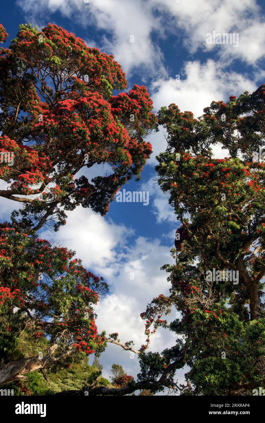 Albero di Pohutukawa sul lato della strada, lato Firth of Thames della penisola di Coromandel, nuova Zelanda Foto Stock