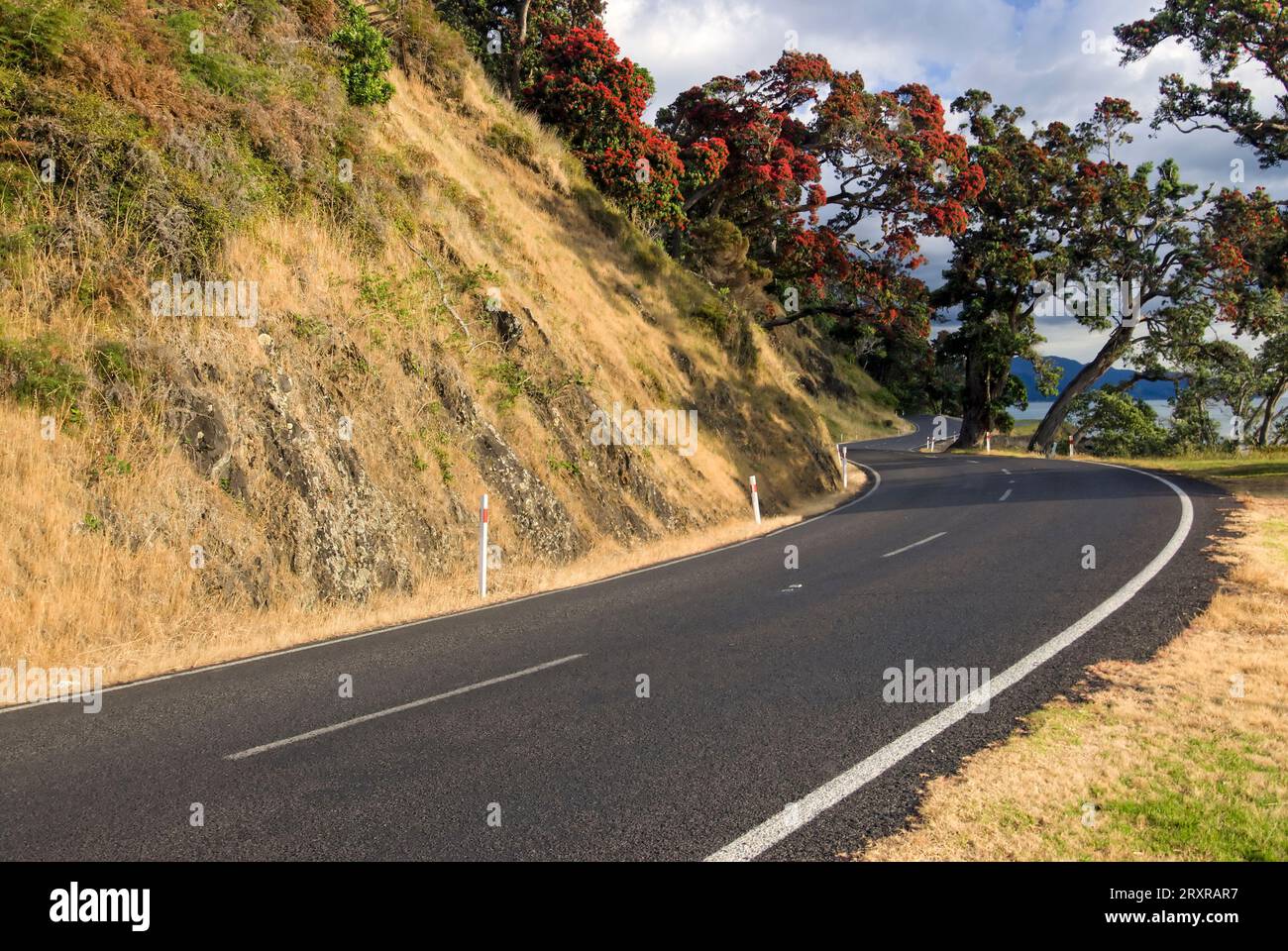 Albero di Pohutukawa sul lato della strada, lato Firth of Thames della penisola di Coromandel, nuova Zelanda Foto Stock