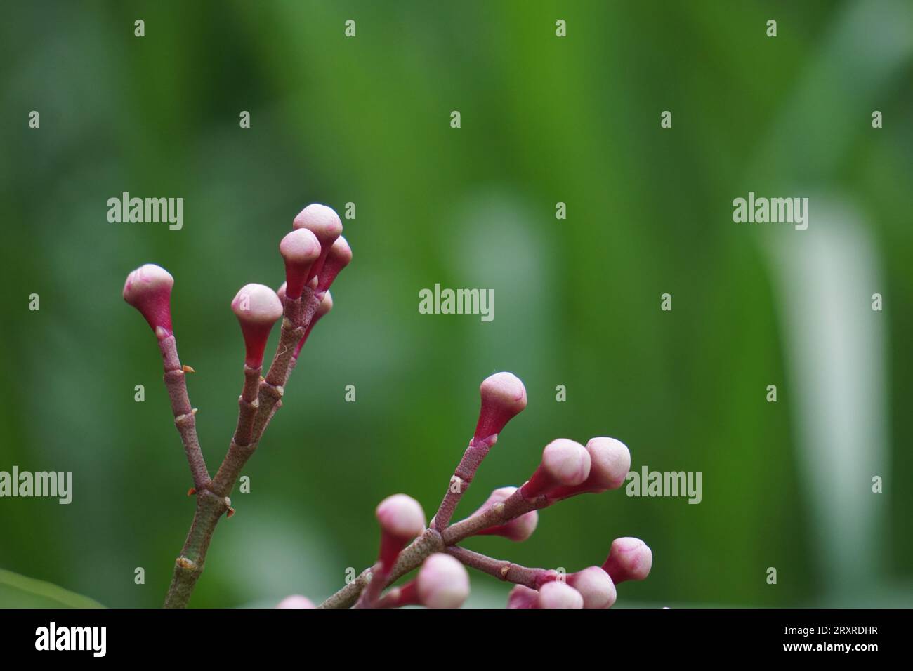 Syzygium Pycnanthum (Syzygium foxworthianum, mela rosa selvatica, Eugenia densiflora, Jambosa densiflora, Myrtus densiflora) Foto Stock