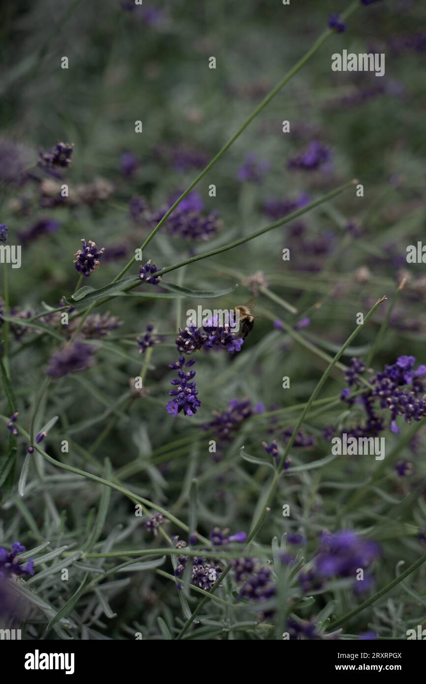 Lavanda Bush Foto Stock