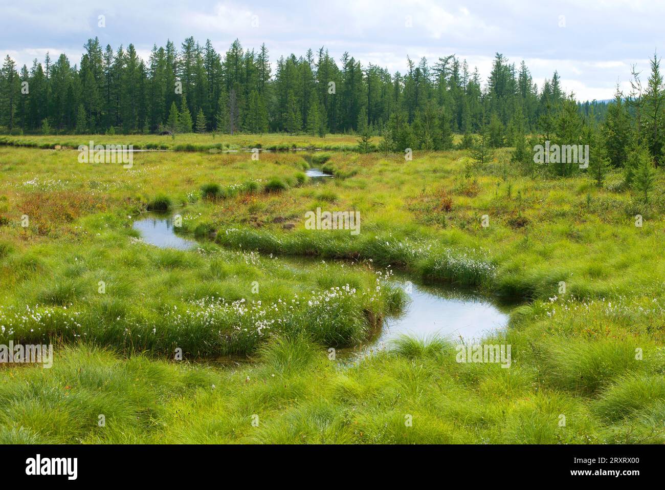 Soleggiata giornata di agosto nella tundra della foresta. Yamal, Russia Foto Stock