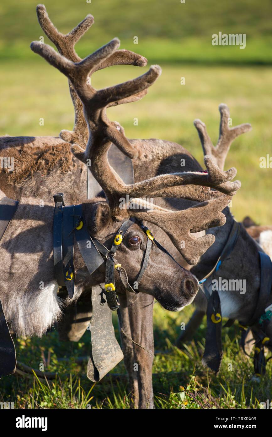 Primo piano della testa di una renna domestica. Yamal, Russia Foto Stock