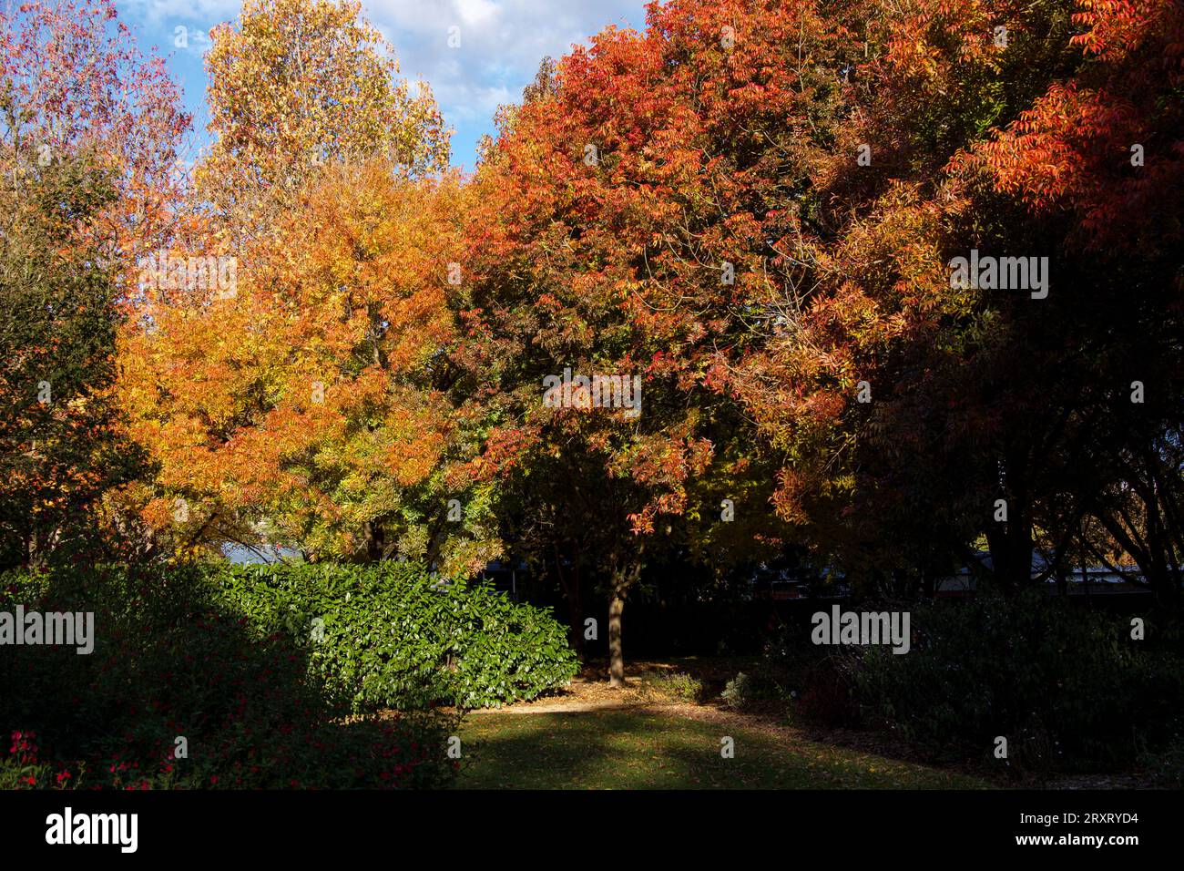 Splendidi colori autunnali nei giardini botanici di Picton Foto Stock