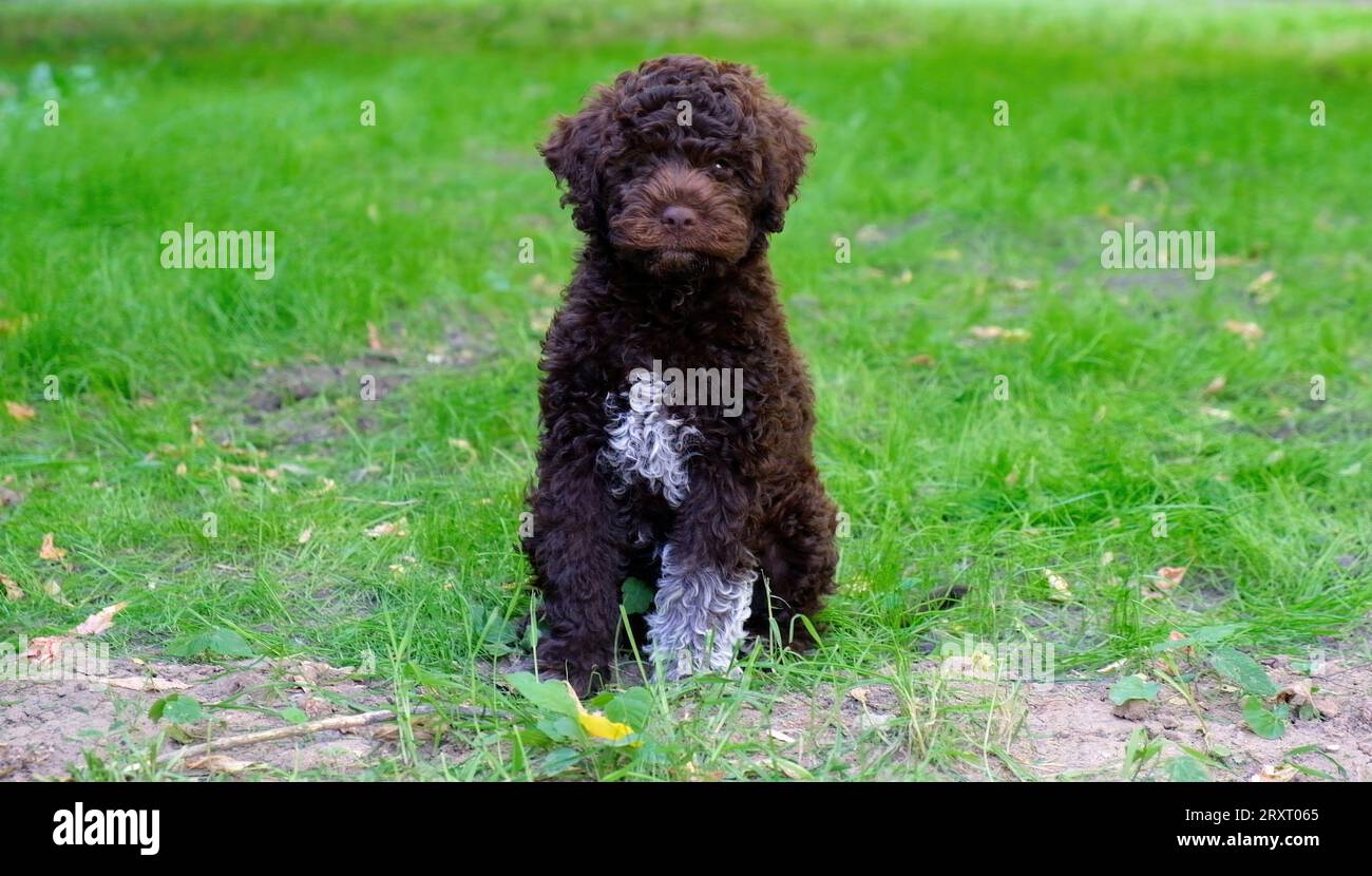 Il grazioso cucciolo marrone lagotto romagnolo è seduto sull'erba e guarda la macchina fotografica in estate. Spazio per il testo Foto Stock