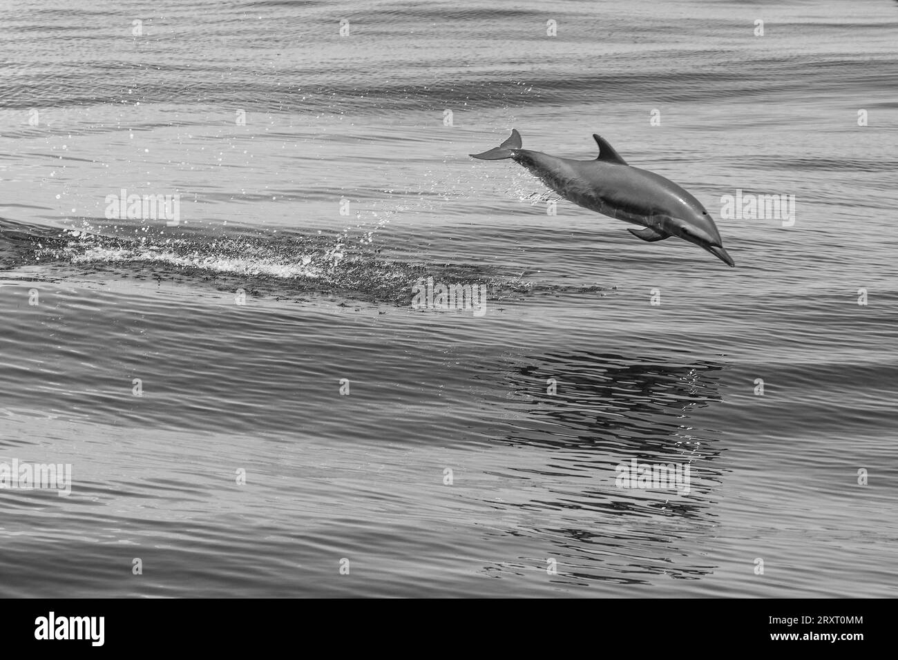 Mammiferi marini della laguna di Mayotte nell'Oceano Indiano Foto Stock