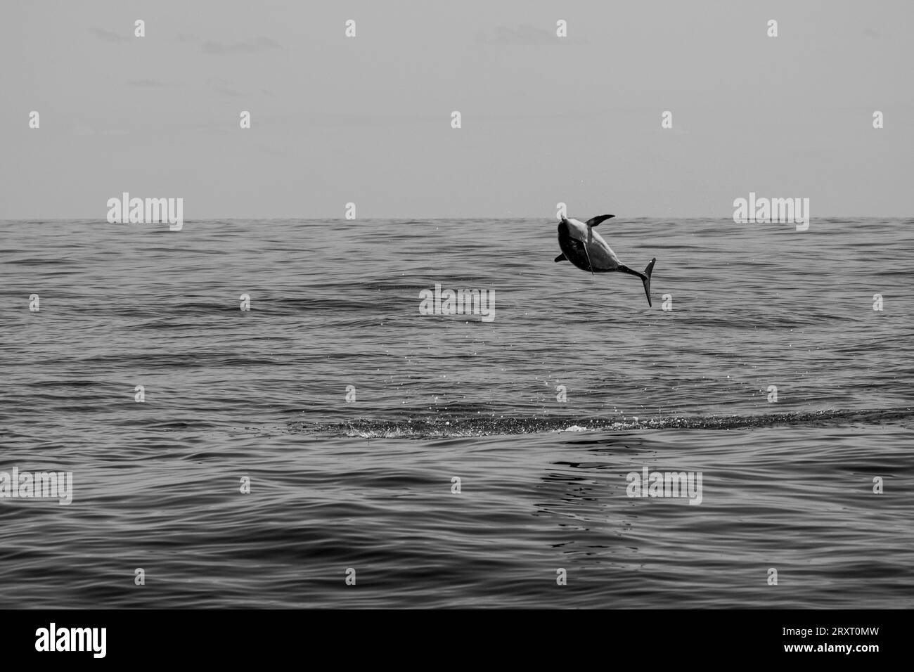 Mammiferi marini della laguna di Mayotte nell'Oceano Indiano Foto Stock