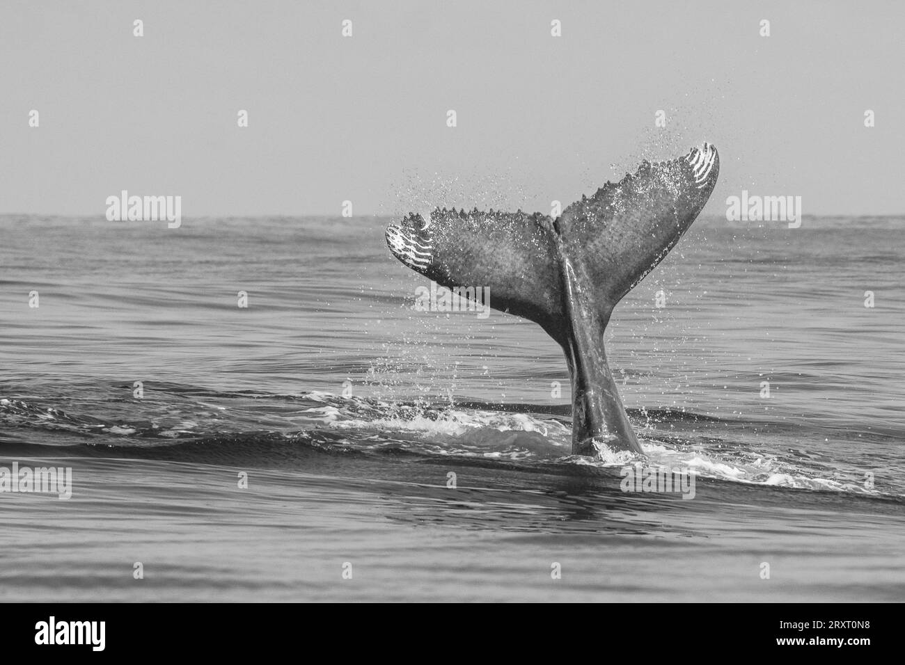 Coda di balena che schiaccia la superficie dell'oceano a Mayotte. Un momento di potere e grazia nel cuore del Canale del Mozambico. Foto Stock
