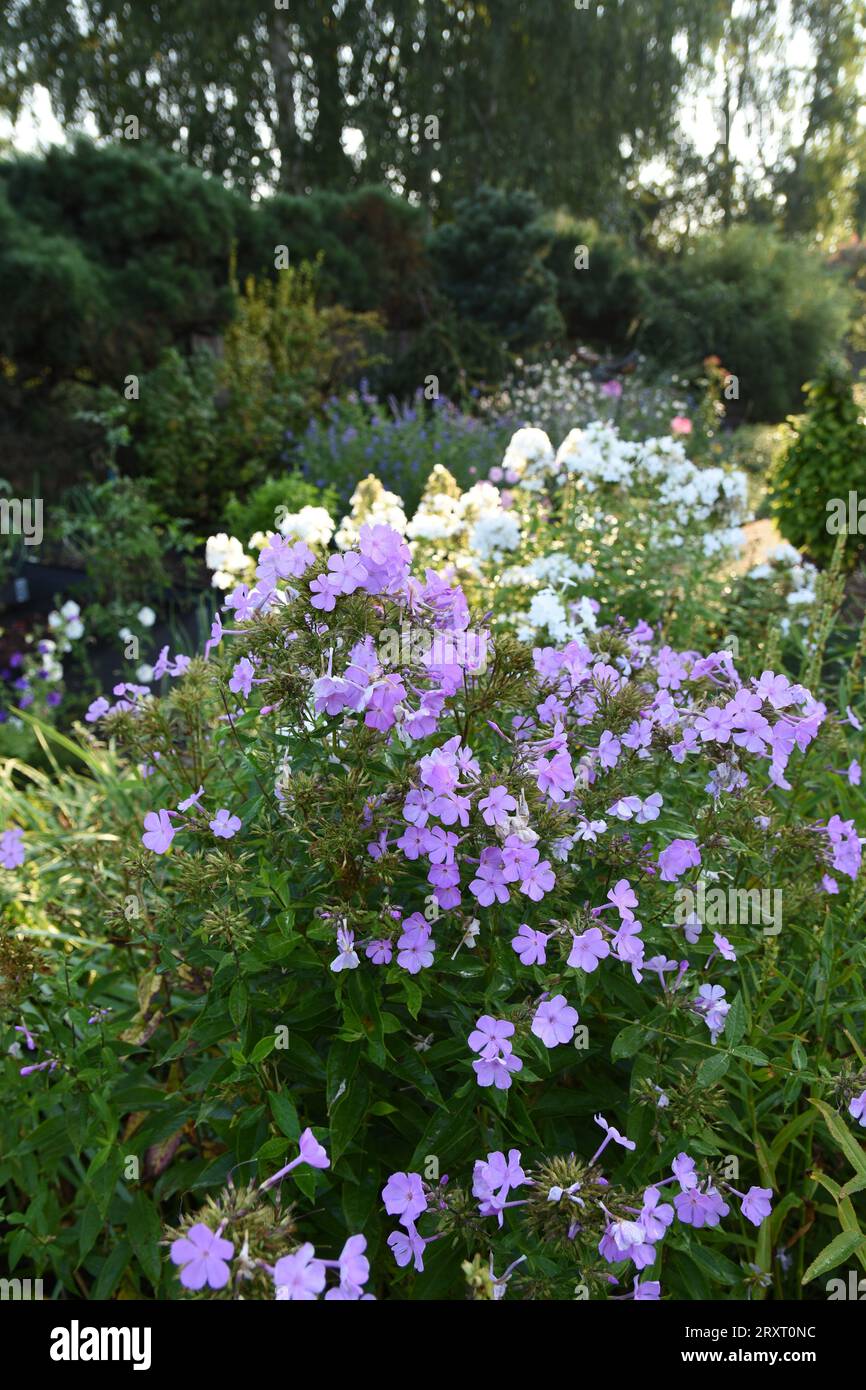 Un giardino privato a settembre, pieno di fiori, erba, arbusti, proprio alla soglia dei cambiamenti autunnali. Foto Stock