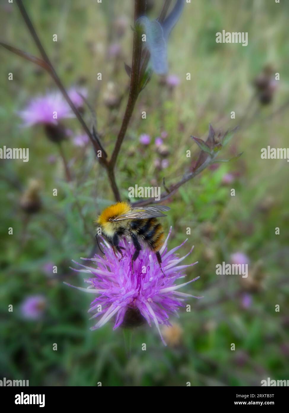 Industrioso foraging di api sulla fioritura di Knapweed (credo) Foto Stock