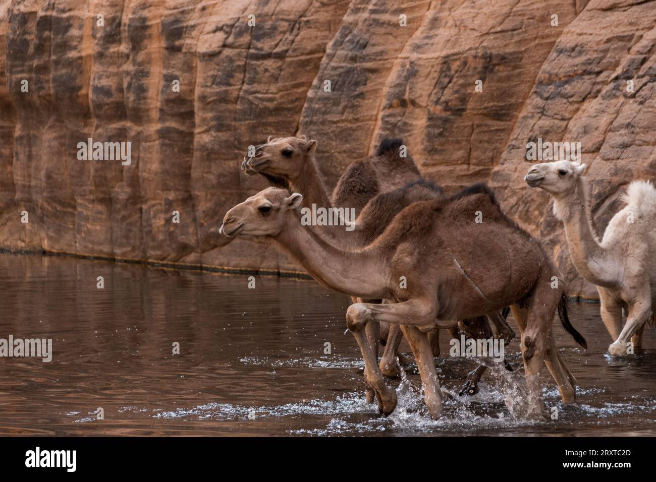 Il meraviglioso deserto di Ennedi, Ciad, Africa Foto Stock