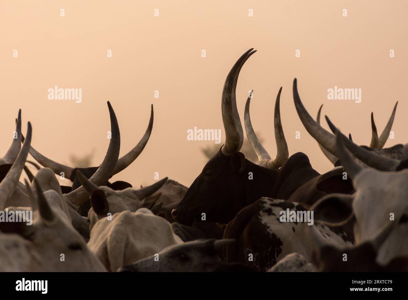 Bestiame di nomadi in Ciad, Africa centrale Foto Stock