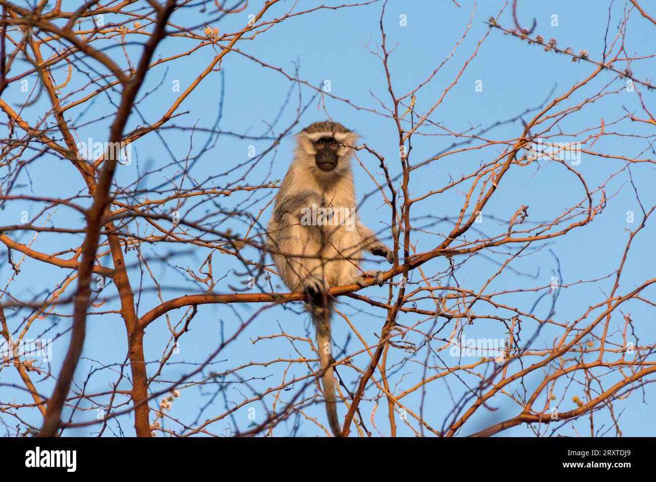 Macaco nel Parco Nazionale di Zakouma, Ciad, Africa centrale Foto Stock