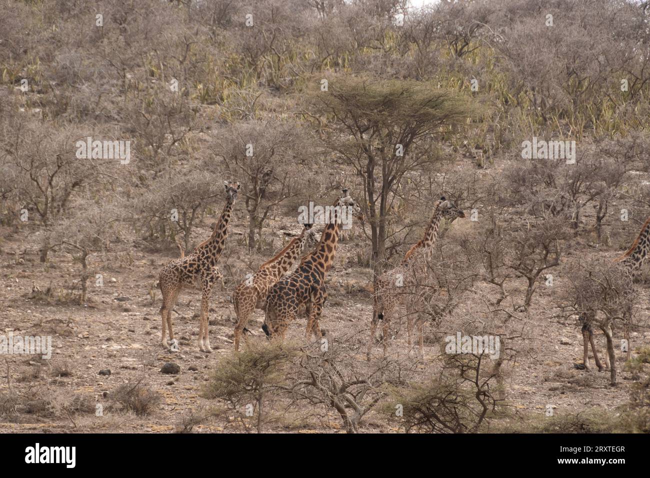 giraffe mimetiche tra gli alberi di acacia Foto Stock