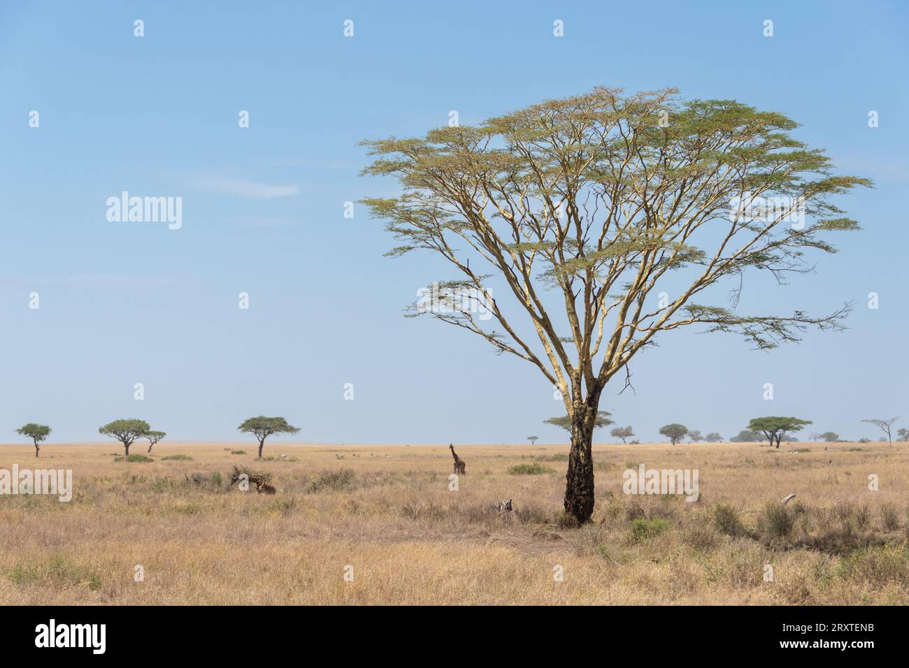 Paesaggio del Parco Nazionale del Serengeti, Tanzania Foto Stock