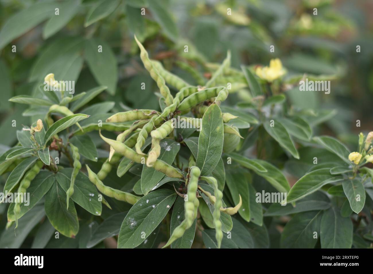 Fagioli Pigeon Pea Plant o fagioli Tuvar vegetali On Plant, fagioli Toor, fagioli Tur, Agriculture Field Foto Stock