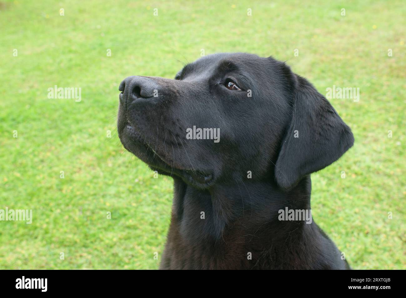 Il capo di un Labrador Retriever, John Gollop Foto Stock