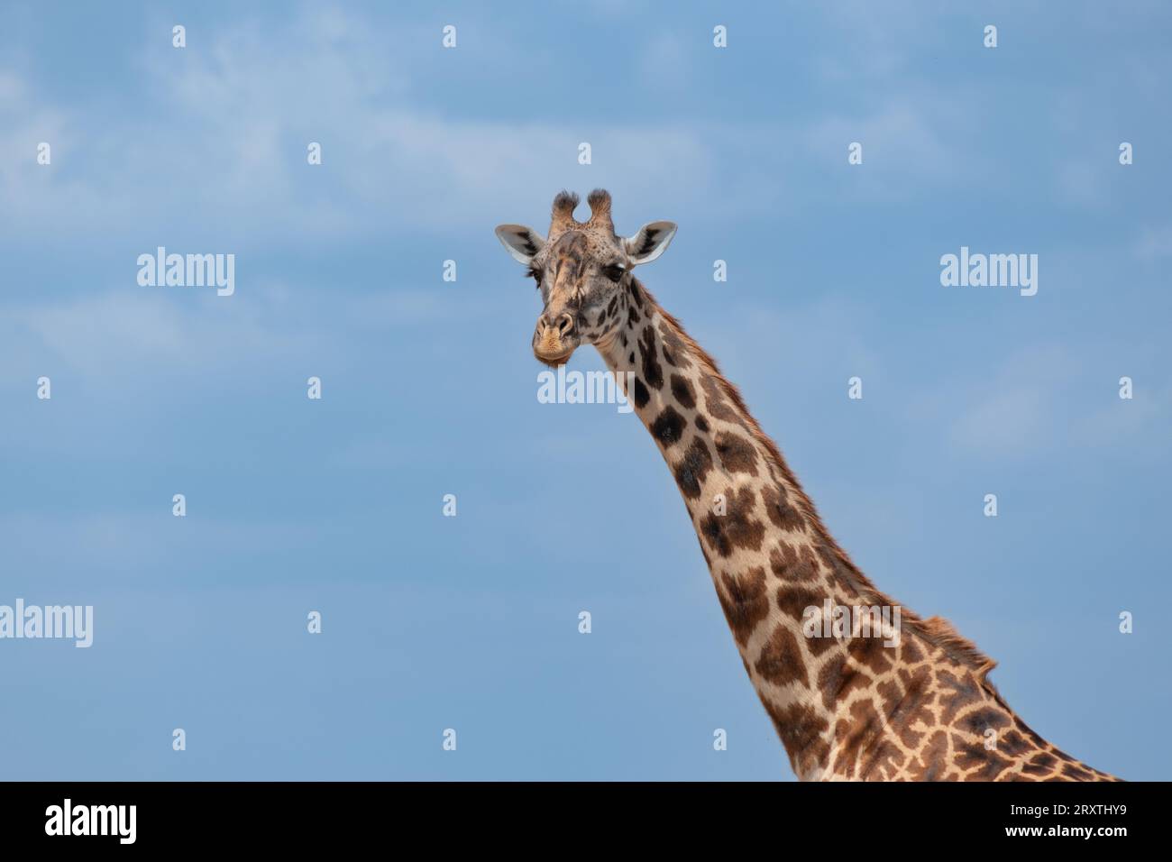 Giraffa africana a Masai Mara, Kenya Foto Stock