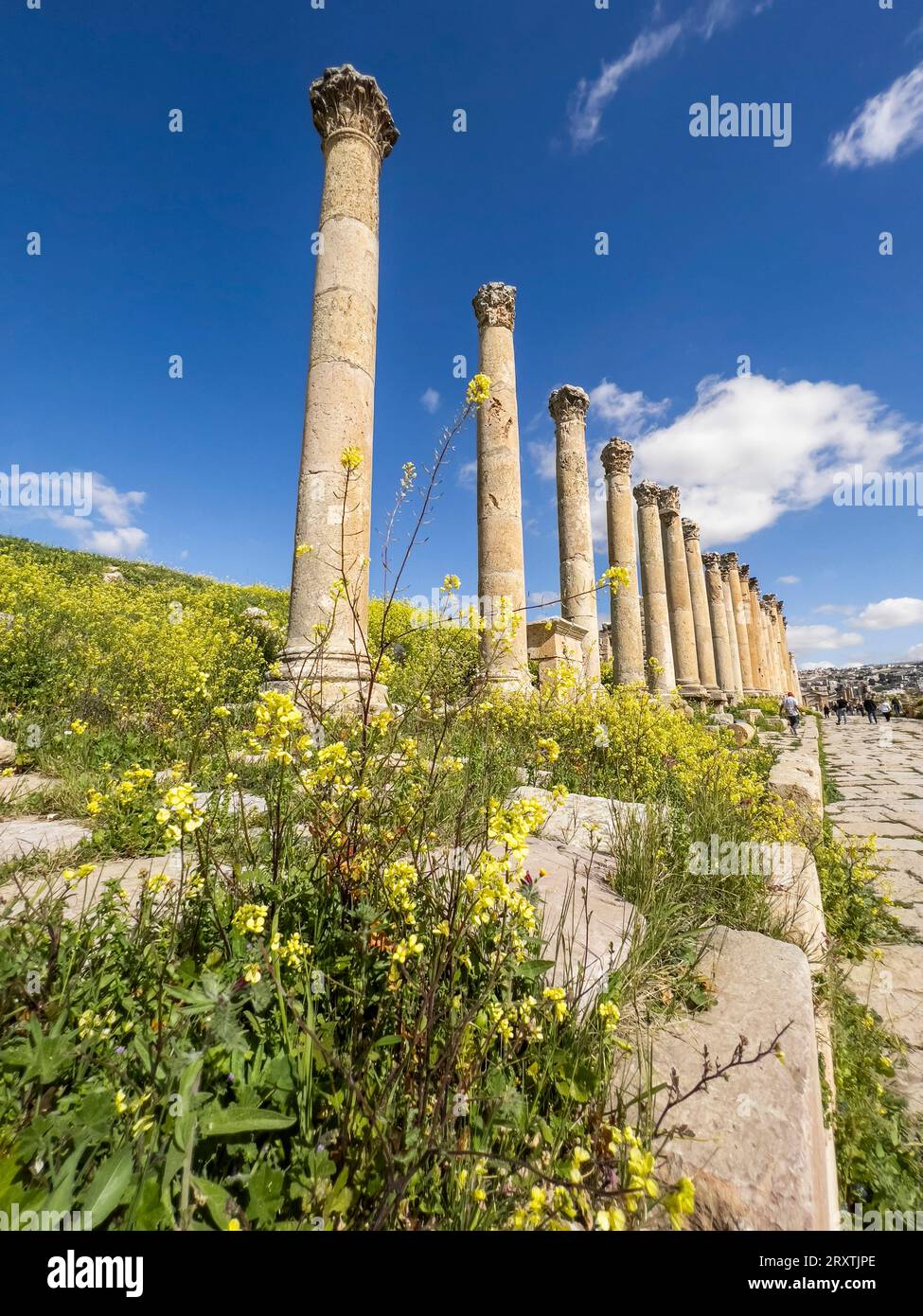Fiori davanti alle colonne nell'antica città di Jerash, che si ritiene sia stata fondata nel 331 a.C. da Alessandro Magno, Jerash, Giordania, Medio Oriente Foto Stock