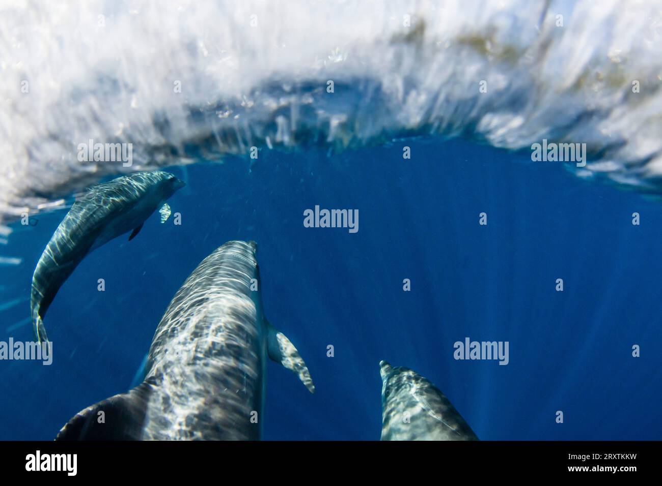 Un gruppo di delfini tursiopi indo-pacifici (Tursiops aduncus), al largo dell'isola di Bangka, al largo della punta nord-orientale di Sulawesi, Indonesia, Sud-est asiatico, Asia Foto Stock