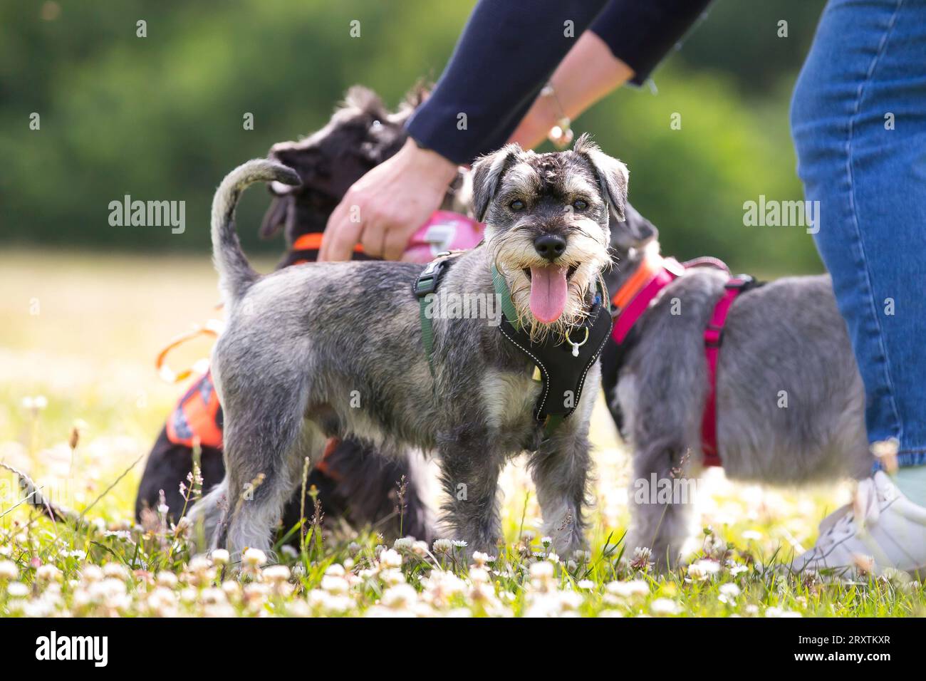 Cani di piccola taglia che giocano in un parco con il proprietario Foto Stock