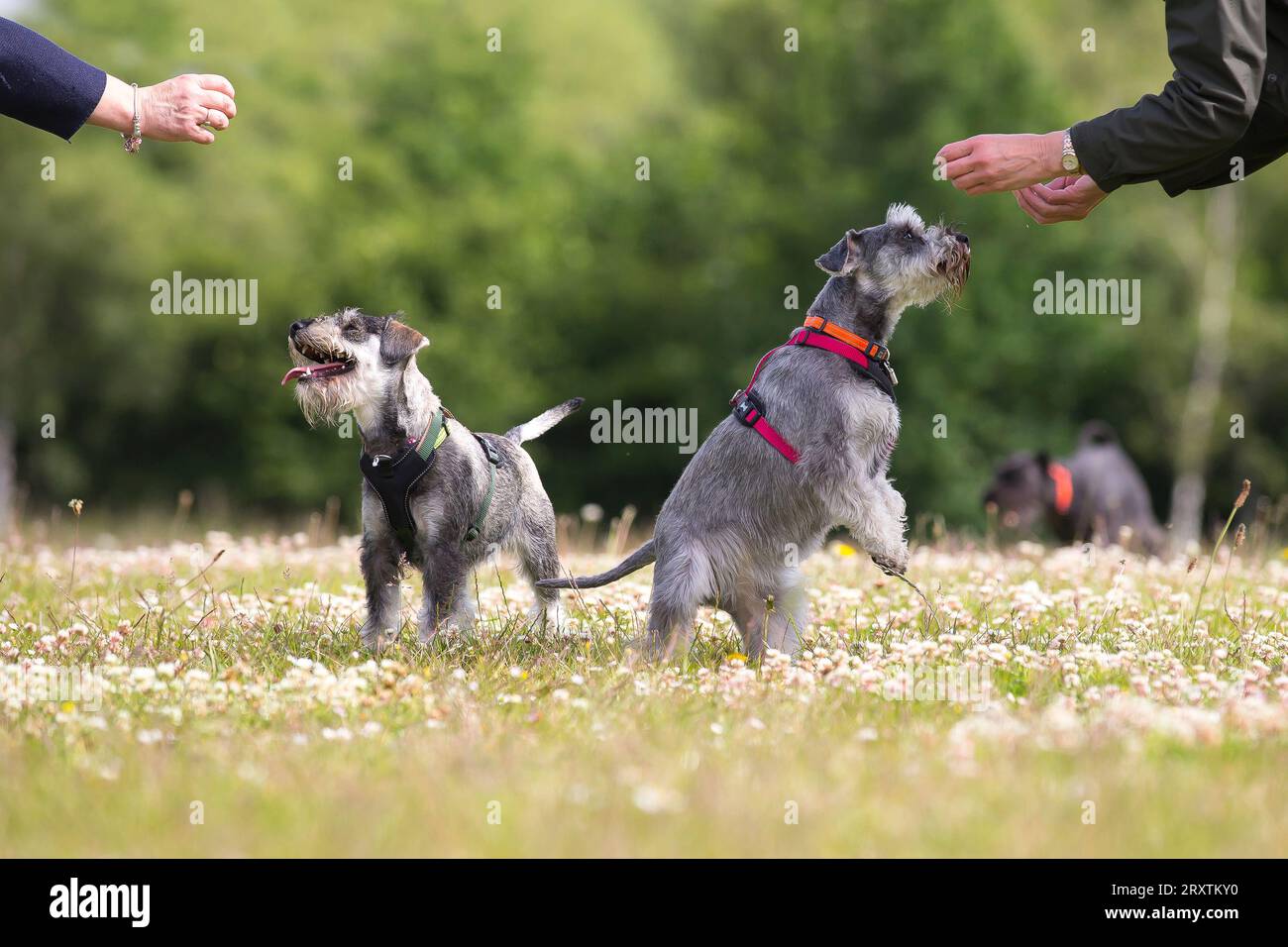 Cani di piccola taglia che giocano in un parco con il proprietario Foto Stock