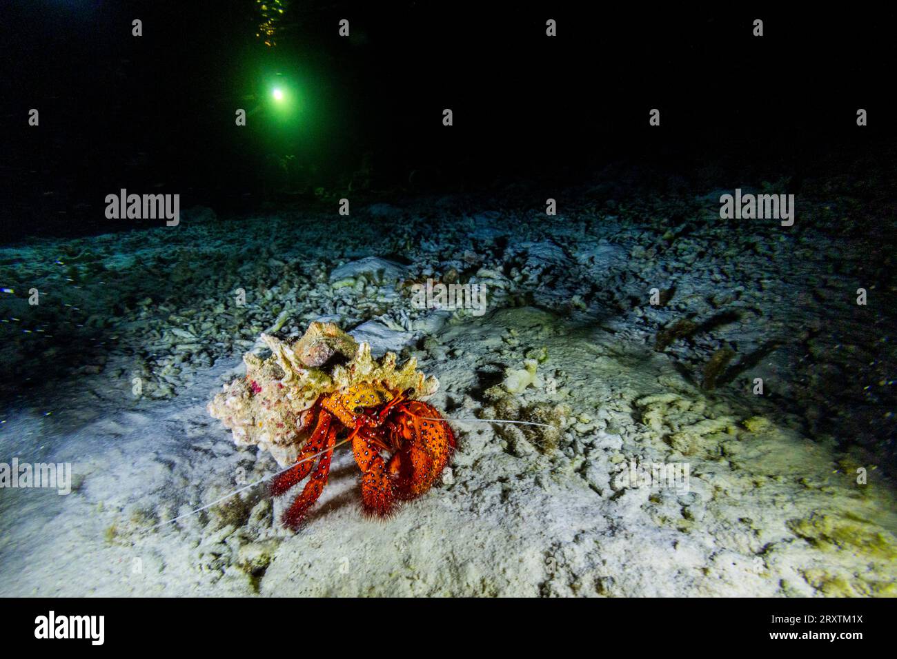 Un granchio eremita adulto dalle macchie bianche (Dardanus megistos), incontrato in un'immersione notturna sulla barriera corallina di Arborek, Raja Ampat, Indonesia, Sud-est asiatico, Asia Foto Stock