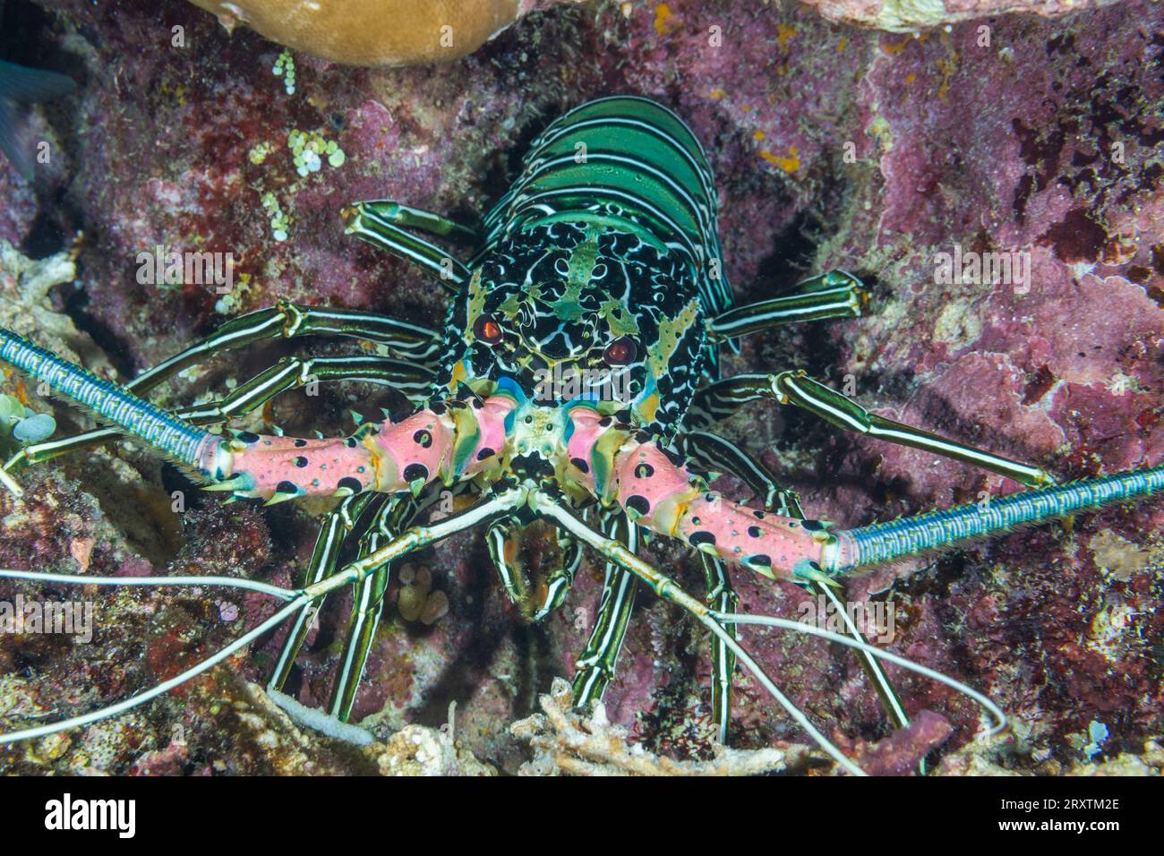 Un adulto dipinto aragosta spinosa (Panuluris versicolor), che caccia al largo dell'isola di Bangka, al largo della punta nord-orientale di Sulawesi, Indonesia, Sud-est asiatico Foto Stock