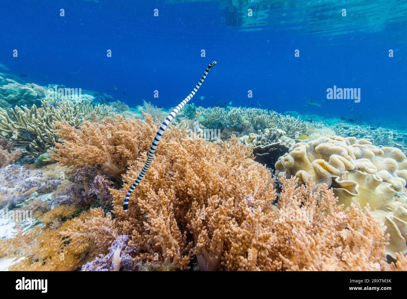 Un krait marino a banchi adulti (Laticauda colubrina), al largo dell'isola di Bangka, al largo della punta nord-orientale di Sulawesi, Indonesia, Sud-est asiatico, Asia Foto Stock