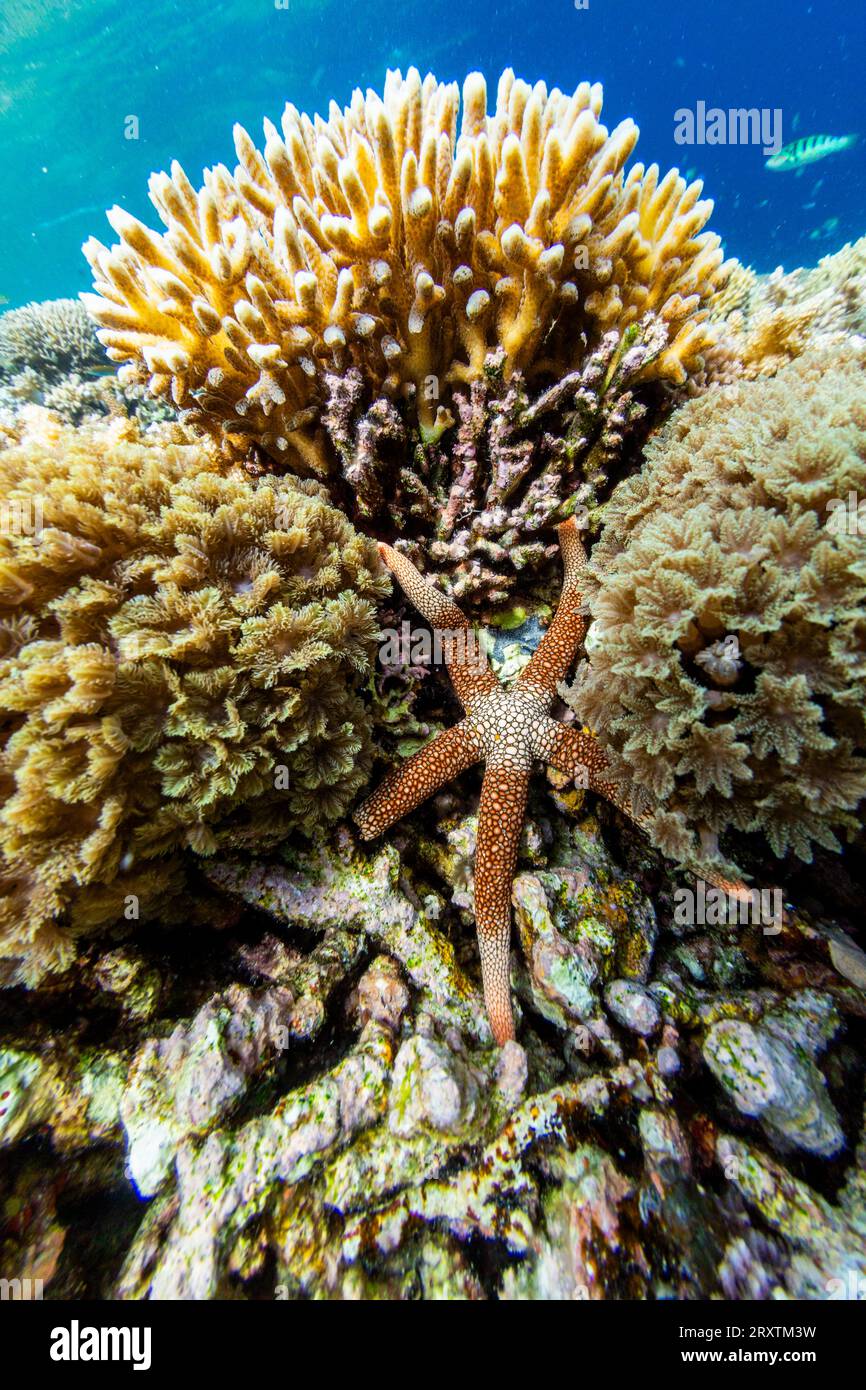 Una collana adulta di stelle marine (Fromia monilis), nelle scogliere poco profonde al largo dell'isola di Bangka, Indonesia, Sud-est asiatico, Asia Foto Stock